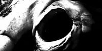 onickz video squid